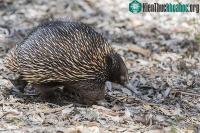 Ảnh Phát hiện mới về nhím echidna đẻ trứng độc đáo nhất thế giới