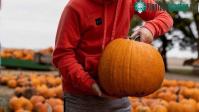 Ảnh Bí ngô Halloween năm 2023 sẽ to bất thường