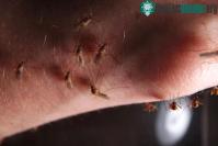 Ảnh Nằm phòng điều hòa có thể tránh muỗi 100% hay không: Chuyên gia tiết lộ sự thật bất ngờ