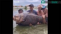 Ảnh Người đàn ông Anh câu được cá chép khổng lồ nặng tới 114kg