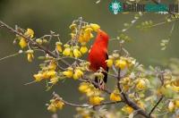 Ảnh Hàng triệu con muỗi "nhảy dù" để cứu loài chim là biểu tượng của Hawaii