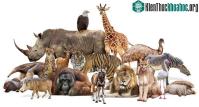 Ảnh Có bao nhiêu con vật từng sinh sống trên Trái đất?