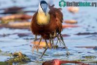 Ảnh Jacana - loài chim châu Phi kỳ lạ có "nhiều chân"