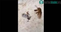 Ảnh Video: Độc đáo khoảnh khắc đánh nhau giữa chim và gà con