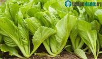 Ảnh Loại rau nhiều canxi gấp 7 lần nước hầm xương, ngừa ung thư, quét sạch mỡ máu