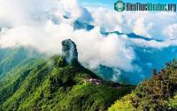 Ảnh Độc lạ loài cây nghìn năm tuổi tại Việt Nam: Chỉ còn 60 gốc, giá thành phẩm 680 triệu đồng/kg!