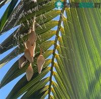 Ảnh Người phụ nữ phát hiện 6 chiếc túi lạ trên cây cọ và sự thật bất ngờ phía sau