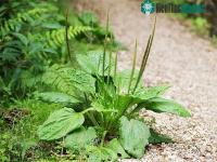 Ảnh Một loại “cỏ bổ thận” chuyên mọc hoang tại ruộng rau hóa ra có rất nhiều công dụng