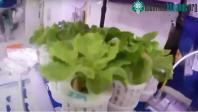 Ảnh Trung Quốc tuyên bố thu hoạch được xà lách trồng bên ngoài vũ trụ