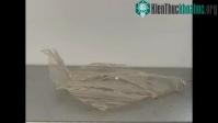 Ảnh Phát triển loại nhựa mới có thể phân hủy thành thức ăn cho sinh vật biển