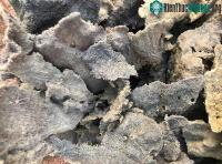 Ảnh Phát hiện hợp chất gây độc tế bào ung thư từ loài hải miên