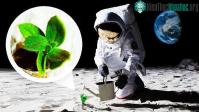 Ảnh Các nhà khoa học trồng thành công cây trên Mặt trăng nhờ loại vi khuẩn Trái đất