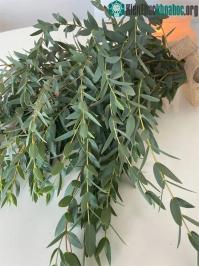 Ảnh Điểm danh 10 công dụng thần kỳ của lá bạch đàn đối với sức khỏe, đặc biệt vào mùa đông