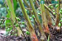 Ảnh Độc lạ với loại gia vị đắt top 3 thế giới, ít nhất 2 năm mới đậu quả, Việt Nam có rất nhiều