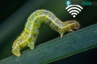 Ảnh Phát hiện độc, lạ với độ Sâu cũng có "mạng Wi-Fi" để liên lạc từ xa