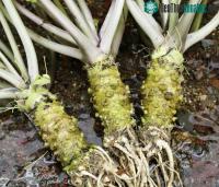 Ảnh Nghiên cứu cho thấy Wasabi có tác dụng làm cải thiện trí nhớ ở người cao tuổi