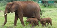 Ảnh Voi sinh đôi hiếm gặp tại Kenya