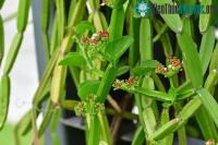 Ảnh Thực hư về loại cây leo được ví như "xương sống của quỷ" có thể chữa bệnh xương khớp