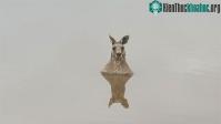 Ảnh Khoa học lý giải "mối thù" truyền kiếp giữa kangaroo và chó