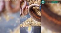 Ảnh Cận cảnh màn sinh con của trăn mẹ khiến người xem bối rối