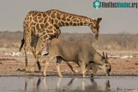 Ảnh Bí mật về loài linh dương Eland - loài linh dương to lớn nhất còn tồn tại trên thế giới