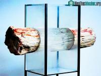Ảnh Gỗ trong suốt sẽ thay thế thuỷ tinh trong tương lai?