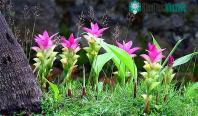 Ảnh Việt Nam sở hữu một loại củ hiếm có khó tìm, chưa đến 10 quốc gia trên thế giới trồng được