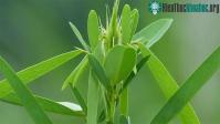 Ảnh Độc lạ với loài cây của Việt Nam: Cứ nghe nhạc là "nhảy múa", nhiều người chưa từng gặp