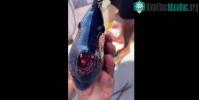 Ảnh Ngư dân bất ngờ khi bắt được cá lạ có hàm răng đỏ như máu