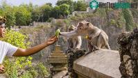 Ảnh Video: Khỉ đuôi dài "ăn trộm tống tiền" cực kỳ gian xảo