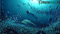 Ảnh Chân dung "quái vật khủng bố" ở Greenland, sát thủ số 1 nửa tỉ năm trước