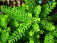 Ảnh Bất ngờ về công dụng của cây chó đẻ răng cưa - loại cây mọc hoang tưởng như "vô dụng"
