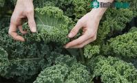 Ảnh Công dụng của cải xoăn - loại rau được mệnh danh siêu thực phẩm, cực tốt cho sức khỏe