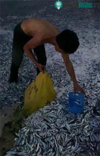 Ảnh Hàng triệu cá mòi tự mắc cạn ở trước động đất