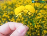 Ảnh Loài hoa "tiến vua" mỗi năm chỉ nở một lần, nhiều người mê mẩn mang về phủ kín cả sân thượng