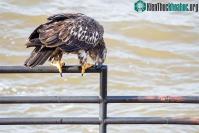 Ảnh Đây chính là lý do vì sao chim không có răng