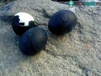 Ảnh Loại trứng gà lạ màu đen sì, giá đến 1 triệu đồng/quả