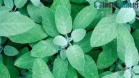 Ảnh Công dụng của cây xô thơm với sức khoẻ phụ nữ