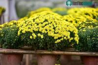 Ảnh Cẩn thận với các loại hoa trưng bày trong ngày Tết có thể gây dị ứng