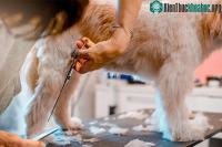 Ảnh Loại vải đắt nhất thế giới được làm từ lông chó