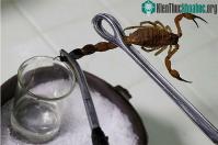 Ảnh Tinh chất bọ cạp liệu có trị được ung thư?