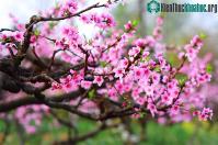Ảnh Cách tận dụng hoa đào ngày tết để làm đẹp và chữa bệnh