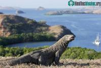 Ảnh Hai loài rồng tồn tại ở trên thế giới đang trong tình trạng nguy cấp