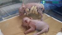 Ảnh Nhật Bản đón lứa heo biến đổi gene đầu tiên nhằm phục vụ ghép tạng