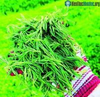 Ảnh Khi những nhà khoa học chuyển hướng nghiên cứu sang trồng rau dại