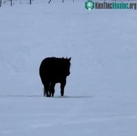 Ảnh Video ảo ảnh gây tranh cãi: Chú ngựa đang tiến lại gần hay lùi ra xa?
