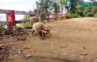 Ảnh Nhiều loài thú quý hiếm bất ngờ xuất hiện trở lại ở rừng Bạch Mã