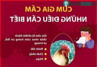 Ảnh Cúm gia cầm và những điều cần lưu tâm