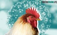 Ảnh Thắc mắc hay gặp về cúm gia cầm lây cho người