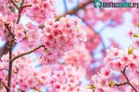 Ảnh Hoa anh đào Nhật Bản có thể biến mất do biến đổi khí hậu